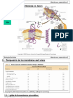 1 FBMiC Mb. Plasmàtica Composició i Estructura