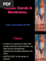 Chapter 4 - Tissues Glands and Membranes