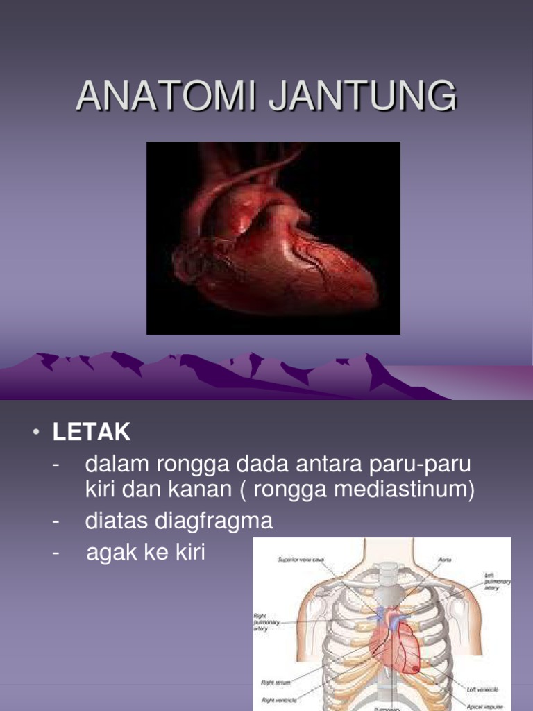 anatomi-jantung.ppt