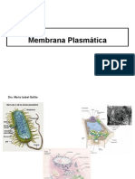 Membrana plasmatica