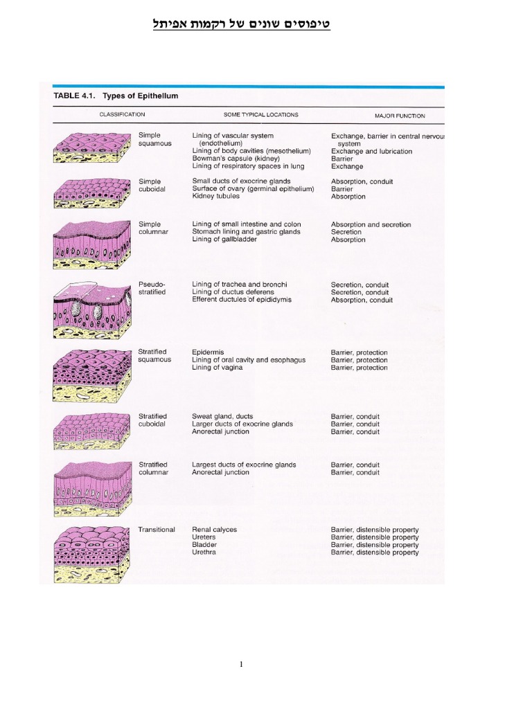 Epithelial Tissue | PDF