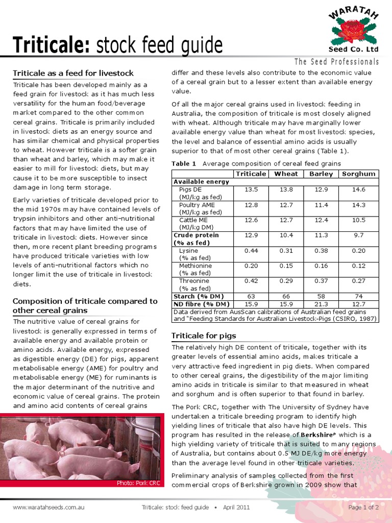 Triticale Guide Stock Feed | PDF | Cereals | Livestock