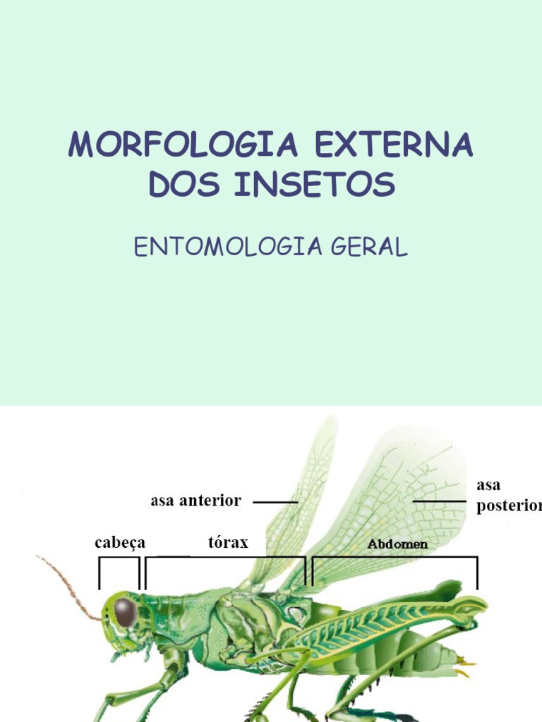 Morfologia Externa dos Insetos | PDF