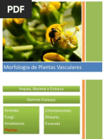 Aula - Morfologia Vegetal