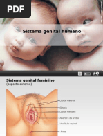 Reproducao Humana - Prof. Leandro