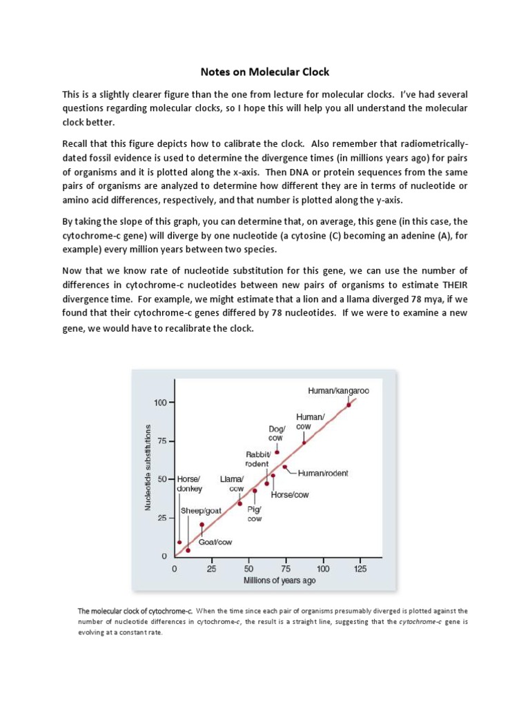 Molecular Clock Hypothesis