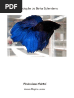 Reproducao Betta Splendens