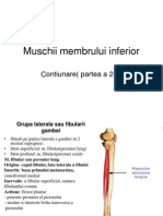 Muschii Membrului Inferior Partea2