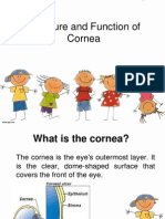 Structure of Cornea