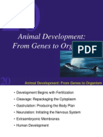 Animal Development: From Genes To Organism