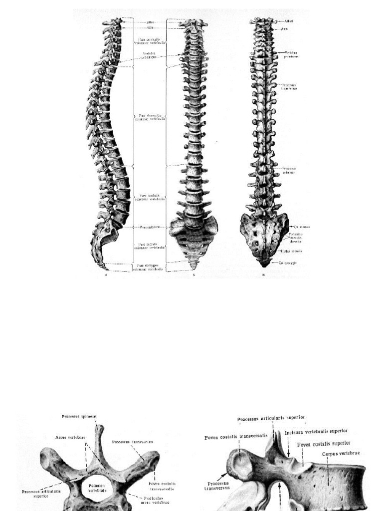 Coloana Cervicala | PDF
