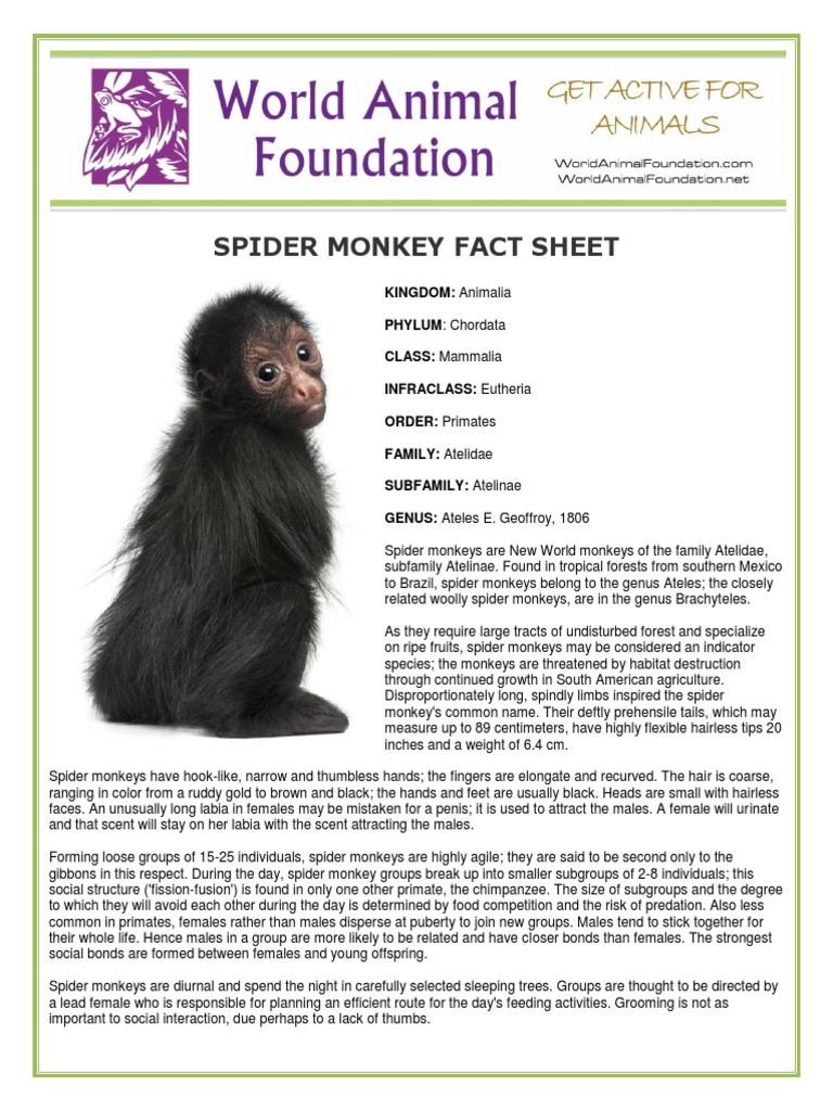 The Ultimate Guide To Spider Monkey Nutrition - m98dpkr