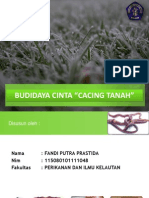 Buidaya Cacing Tanah