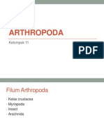 Arthropoda