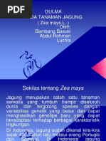 Download GULMA Pada Tanamn Jagung New by Bemz Aj Z SN231897933 doc pdf