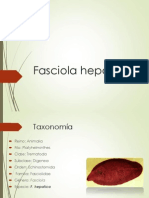 Fasciola Hepatica y Paragonimus