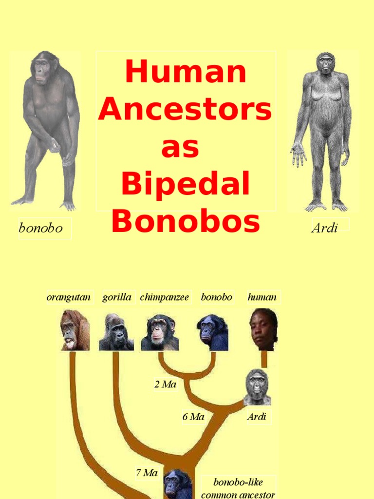 Human Ancestors As Bipedal Bonobos | PDF | Bipedalism | Chimpanzee
