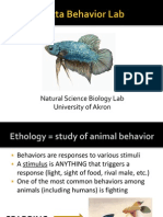 Lab 2 Animal Behavior Bettas