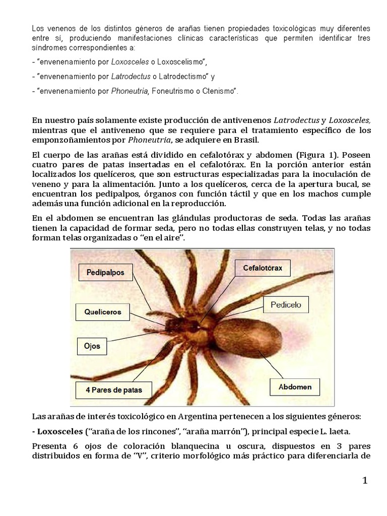 Arañas | PDF | Araña | Especialidades Medicas