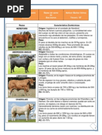 10 Razas de Toros Increíbles del Mundo | PDF | Vacas | Carne