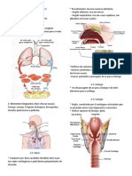 Sistema Respiratório