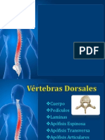 Vertebras Dorsales y Lumbares