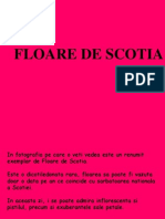 Floarea de Scotia...