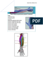 Inervación, Radial, Mediano y Cubital