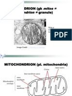 Mitos Khondrion : Mitochondrion (GK Thread Granule)