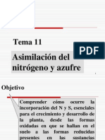 Tema 11. Asimilacion de Nitrogeno y Azufre