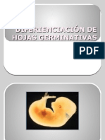 Diferienciación de Hojas Germinativas