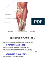 Musculos Del Miembro Superior II