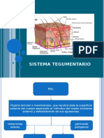 Sistema Tegumentario