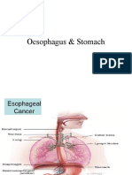 Oesophagus & Stomach