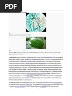Download Bio Fertilizer by krithideep SN232305658 doc pdf
