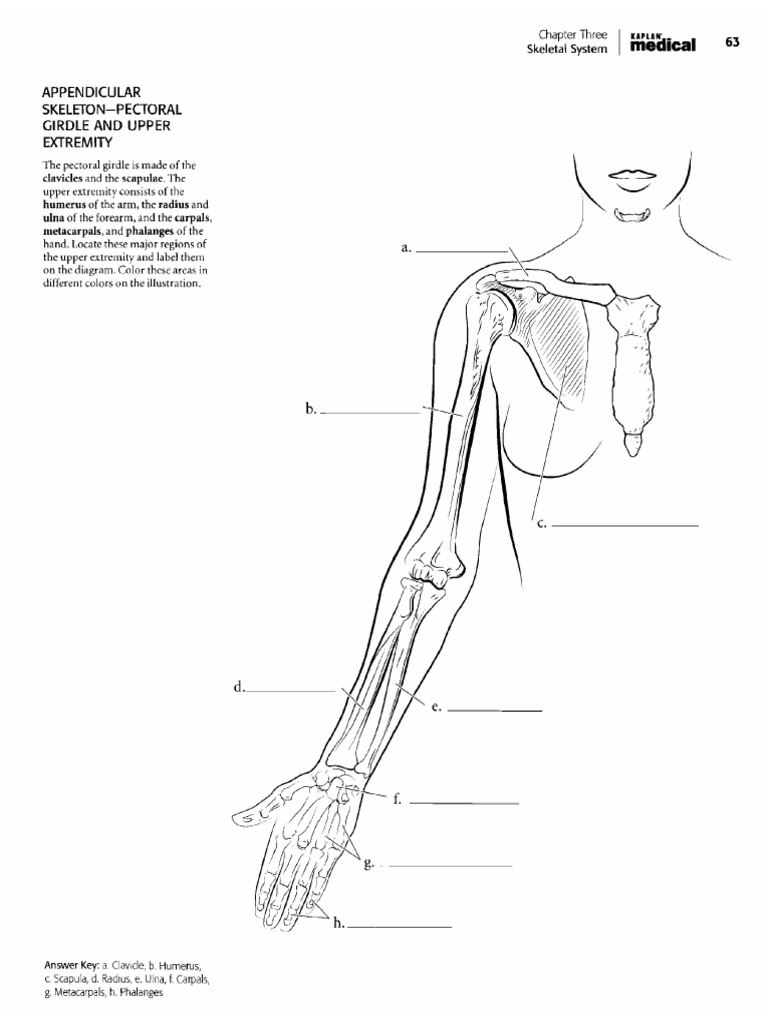 Brazos y Antebrazo Anatomia para Colorear | PDF