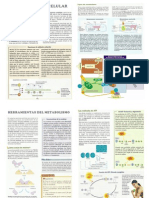 Resumen de Metabolismo y Respiración Celular