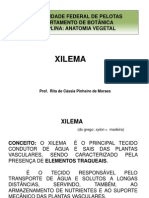 Xilema Rita Final