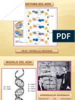 Estructura Del Adn