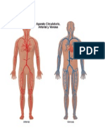 Venas y Arterias
