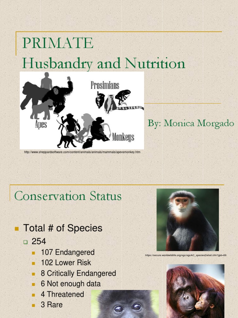 Primate Husbandry and Nutrition By Monica PDF Monkey Ape