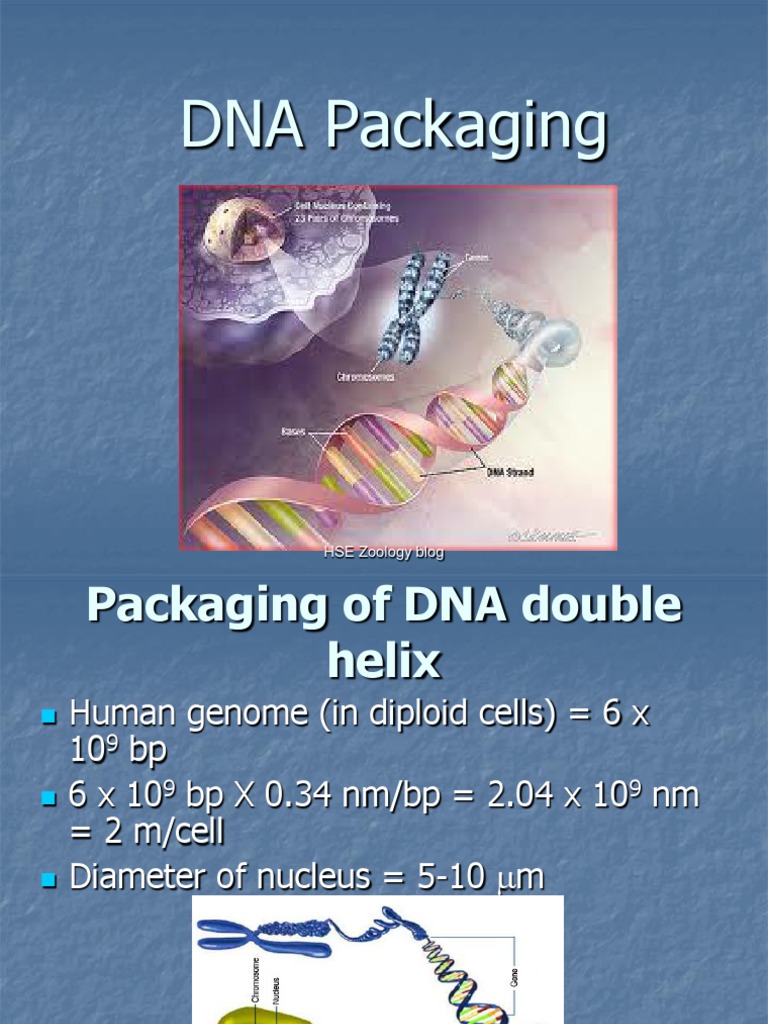 Eukaryotic DNA Packaging Explained | PDF