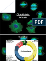 Ciclo Celular (Mitosis y Meiosis)