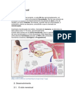 Ciclo Menstrual