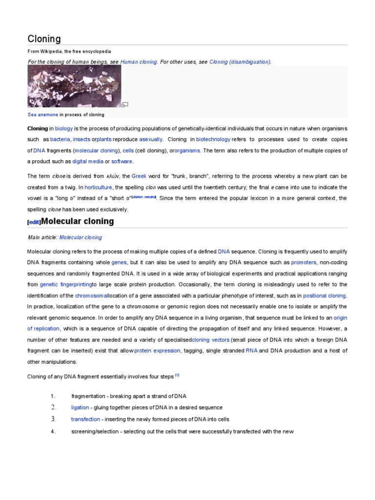 Preliminary thesis meaning image