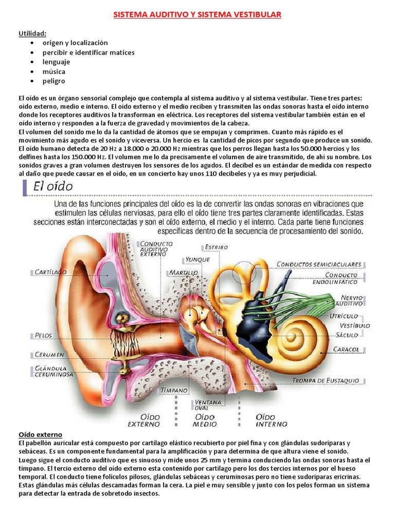 Sistema Auditivo y Sistema Vestibular Oreja Sentidos