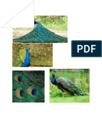 Peacock