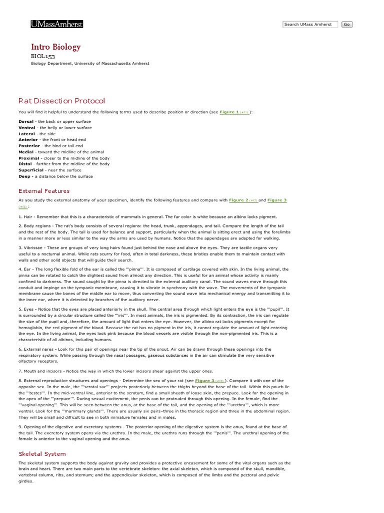 Rat Dissection Protocol Overview | PDF | Heart Valve | Vertebra