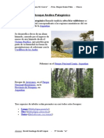 Bosque Andino Patagónico