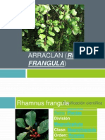 Propiedades y usos del arraclán (Rhamnus frangula